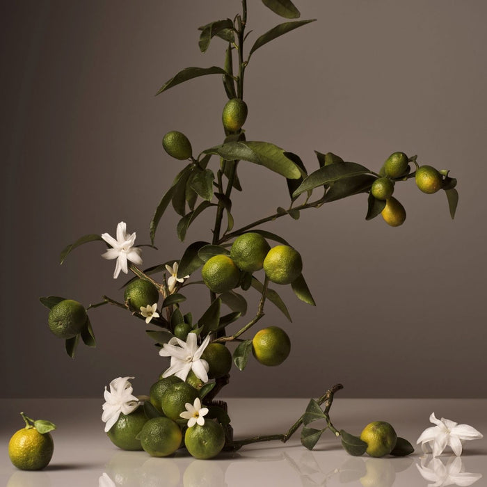 Image of product in the same collection as Homecourt Neroli Leaf Candle